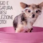 Immagine 1 azienda ANIMAL'S CLUB Servizi professionali in Moncalieri TO