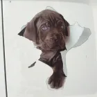 Immagine 2 azienda ANIMALI' Servizi professionali in Catania