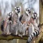 Immagine 1 azienda ANTICHI SPLENDORI Viaggi e turismo in Torino