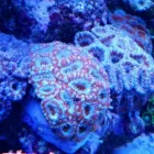 Immagine 2 azienda AQUARIUM LIFE Shopping e acquisti in Torino