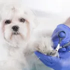 Immagine 4 azienda ARMONY PET BEAUTY & SPA Toelettatura di animali domestici in Torino
