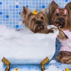 Immagine 6 azienda ARMONY PET BEAUTY & SPA Toelettatura di animali domestici in Torino