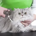 Immagine 7 azienda ARMONY PET BEAUTY & SPA Toelettatura di animali domestici in Torino