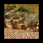 Immagine 8 azienda ARTE VERDE Vivaio in Nonantola MO