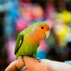 Immagine 2 azienda ARTIGIANA FOTO Servizi professionali in Marghera VE