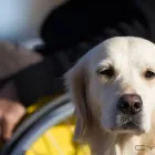 Immagine 1 azienda ASD CANE DOCET Servizi professionali in Roma