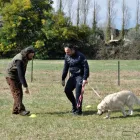 Immagine 2 azienda ASD CANE DOCET Servizi professionali in Roma