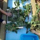 Immagine 1 azienda ASILO NIDO L'ISOLA CHE NON C'È Scuola infanzia in Latina