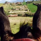 Immagine 2 azienda ASSOCIAZIONE IPPICA FONTE NUOVA Industrie e agricoltura in Fonte Nuova RM