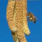 Immagine 1 azienda ASSOCIAZIONE PRODUTTORI AGRIPIEMONTE MIELE Industrie e agricoltura in Torino