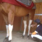 Immagine 7 azienda ASSOCIAZIONE SPORTIVA DILETTANTISTICA KAPPA EQUESTRE Industrie e agricoltura in Fiumicino RM