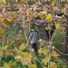 Immagine 3 azienda AZIENDA AGRICOLA BOCCELLA Servizi agricoli in Castelfranci AV