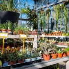 Immagine 2 azienda AZIENDA AGRICOLA FLOROVIVAISTA TOSCOGARDEN Vivaio in Calenzano FI