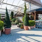 Immagine 3 azienda AZIENDA AGRICOLA FLOROVIVAISTA TOSCOGARDEN Vivaio in Calenzano FI