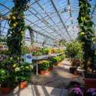 Immagine 6 azienda AZIENDA AGRICOLA FLOROVIVAISTA TOSCOGARDEN Vivaio in Calenzano FI