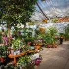 Immagine 7 azienda AZIENDA AGRICOLA FLOROVIVAISTA TOSCOGARDEN Vivaio in Calenzano FI