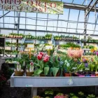 Immagine 14 azienda AZIENDA AGRICOLA FLOROVIVAISTA TOSCOGARDEN Vivaio in Calenzano FI