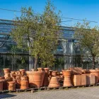 Immagine 16 azienda AZIENDA AGRICOLA FLOROVIVAISTA TOSCOGARDEN Vivaio in Calenzano FI