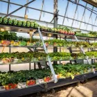 Immagine 19 azienda AZIENDA AGRICOLA FLOROVIVAISTA TOSCOGARDEN Vivaio in Calenzano FI