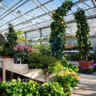 Immagine 21 azienda AZIENDA AGRICOLA FLOROVIVAISTA TOSCOGARDEN Vivaio in Calenzano FI