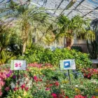 Immagine 25 azienda AZIENDA AGRICOLA FLOROVIVAISTA TOSCOGARDEN Vivaio in Calenzano FI