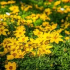 Immagine 27 azienda AZIENDA AGRICOLA FLOROVIVAISTA TOSCOGARDEN Vivaio in Calenzano FI