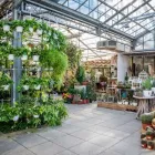 Immagine 30 azienda AZIENDA AGRICOLA FLOROVIVAISTA TOSCOGARDEN Vivaio in Calenzano FI