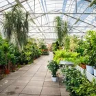 Immagine 34 azienda AZIENDA AGRICOLA FLOROVIVAISTA TOSCOGARDEN Vivaio in Calenzano FI