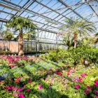 Immagine 36 azienda AZIENDA AGRICOLA FLOROVIVAISTA TOSCOGARDEN Vivaio in Calenzano FI