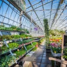 Immagine 38 azienda AZIENDA AGRICOLA FLOROVIVAISTA TOSCOGARDEN Vivaio in Calenzano FI