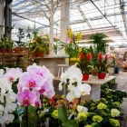 Immagine 42 azienda AZIENDA AGRICOLA FLOROVIVAISTA TOSCOGARDEN Vivaio in Calenzano FI