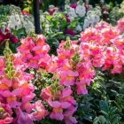 Immagine 43 azienda AZIENDA AGRICOLA FLOROVIVAISTA TOSCOGARDEN Vivaio in Calenzano FI