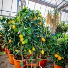Immagine 49 azienda AZIENDA AGRICOLA FLOROVIVAISTA TOSCOGARDEN Vivaio in Calenzano FI