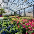Immagine 51 azienda AZIENDA AGRICOLA FLOROVIVAISTA TOSCOGARDEN Vivaio in Calenzano FI