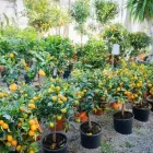 Immagine 52 azienda AZIENDA AGRICOLA FLOROVIVAISTA TOSCOGARDEN Vivaio in Calenzano FI