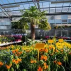 Immagine 54 azienda AZIENDA AGRICOLA FLOROVIVAISTA TOSCOGARDEN Vivaio in Calenzano FI