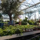 Immagine 58 azienda AZIENDA AGRICOLA FLOROVIVAISTA TOSCOGARDEN Vivaio in Calenzano FI