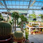 Immagine 59 azienda AZIENDA AGRICOLA FLOROVIVAISTA TOSCOGARDEN Vivaio in Calenzano FI