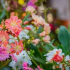 Immagine 60 azienda AZIENDA AGRICOLA FLOROVIVAISTA TOSCOGARDEN Vivaio in Calenzano FI