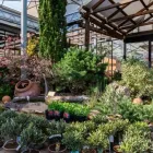 Immagine 61 azienda AZIENDA AGRICOLA FLOROVIVAISTA TOSCOGARDEN Vivaio in Calenzano FI