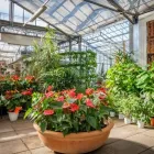 Immagine 62 azienda AZIENDA AGRICOLA FLOROVIVAISTA TOSCOGARDEN Vivaio in Calenzano FI