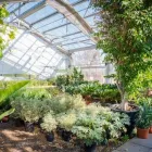 Immagine 64 azienda AZIENDA AGRICOLA FLOROVIVAISTA TOSCOGARDEN Vivaio in Calenzano FI