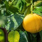 Immagine 65 azienda AZIENDA AGRICOLA FLOROVIVAISTA TOSCOGARDEN Vivaio in Calenzano FI