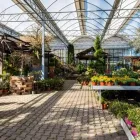 Immagine 67 azienda AZIENDA AGRICOLA FLOROVIVAISTA TOSCOGARDEN Vivaio in Calenzano FI