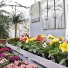Immagine 70 azienda AZIENDA AGRICOLA FLOROVIVAISTA TOSCOGARDEN Vivaio in Calenzano FI