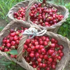 Immagine 2 azienda AZIENDA AGRICOLA GOFFI Shopping e acquisti in Torino