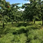 Immagine 3 azienda AZIENDA AGRICOLA GOFFI Shopping e acquisti in Torino