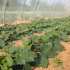 Immagine 4 azienda AZIENDA AGRICOLA GOFFI Shopping e acquisti in Torino