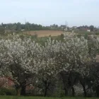 Immagine 5 azienda AZIENDA AGRICOLA GOFFI Shopping e acquisti in Torino