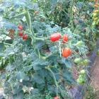 Immagine 8 azienda AZIENDA AGRICOLA GOFFI Shopping e acquisti in Torino